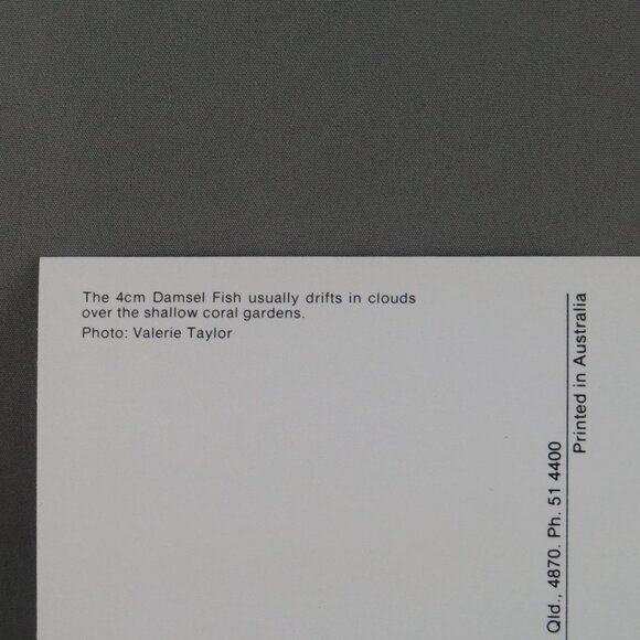 Vintage Postcard - Damsel Fish Great Barrier Reef Australia - Peer Productions - Picture 3 of 4